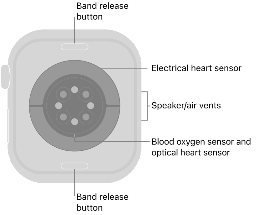 The back of Apple Watch Series 10, with the band release buttons at top and bottom, the electrical heart sensors, optical heart sensors, and blood oxygen sensors in the middle, and the speaker/air vents on the side.