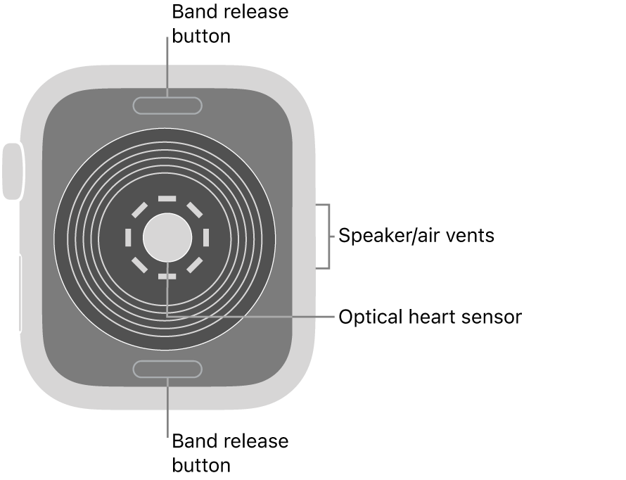 The back of Apple Watch SE, with the band release buttons at top and bottom, the optical heart sensor in the middle, and the speaker/air vents on the side.