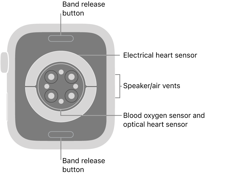 The back of Apple Watch Series 6, with the band release buttons at top and bottom, the electrical heart sensors, optical heart sensors, and blood oxygen sensors in the middle, and the speaker/air vents on the side.