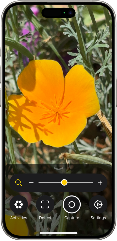 The Magnifier app showing a close-up of a flower.