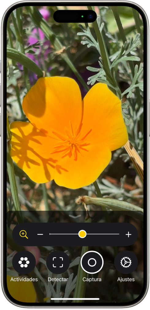 La app Lupa muestra un primer plano de una flor.